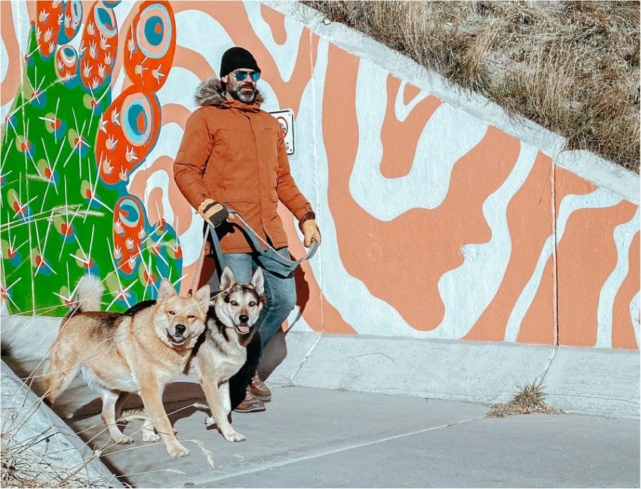 A man walks his two dogs next to a wall mural.